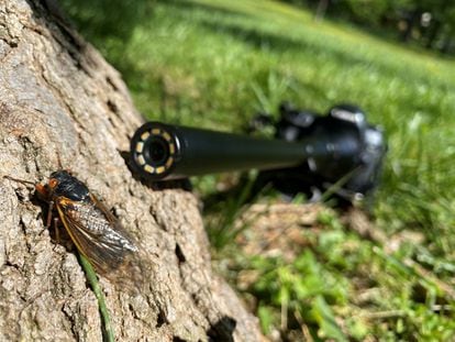 Un lente macro captura a detalle a uno de esos insectos en el College Park de Maryland. Los estudios han demostrado que las cigarras pueden percibir los ciclos de tiempo porque están conectadas a las raíces de los árboles. El movimiento de los fluidos de las raíces se ralentiza en el invierno y se acelera durante la temporada de crecimiento.