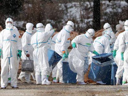 Trabajadores sanitarios con trajes para protegerse de la gripe aviar en Aomori, Japón.