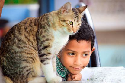 Un niño juega con su gato.