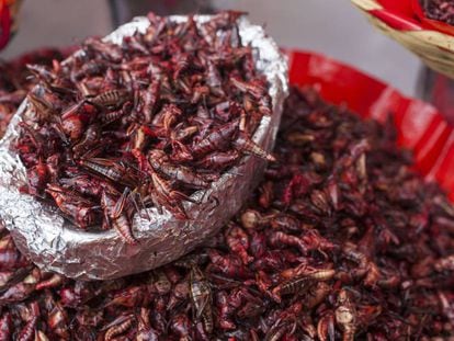 Chapulines en Oaxaca, México. 