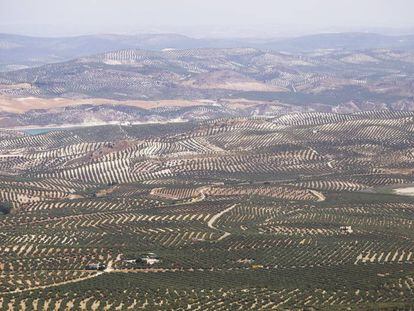 Vistas de cultivo de olivar desde la Piedra de Juan Mateo, en la localidad cordobesa de Luque.