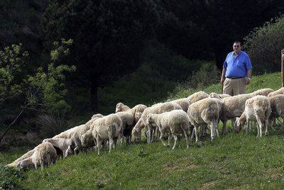 Francisco Javier de la Cruz, el ganadero que ha denunciado al Ayuntamiento de Villanueva del Pardillo, con sus ovejas en la vía pecuaria transformada en vía pública.