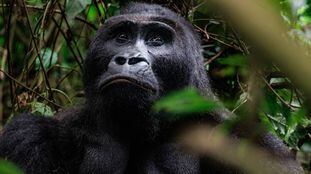 Bonne Année (Buen Año) es el nombre de este gorila, uno de los últimos ejemplares del parque nacional de Kahuzi-Biéga, en la República Democrática del Congo.