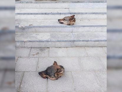 Las dos cabezas de lobo que aparecieron el viernes, 28 de abril, en las escaleras del Ayuntamiento de Ponga (Asturias).