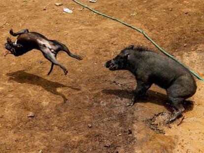 Los animalistas denuncian que la lucha conocida como  adu bagong  es un  crimen 