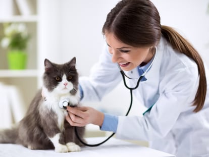 ¿Quieres ser ayudante técnico veterinario? ¡Este curso 'online' es ideal para ti!