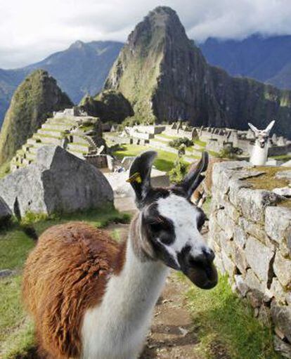 Dos llamas en Machu Picchu, poblado inca del siglo XV.