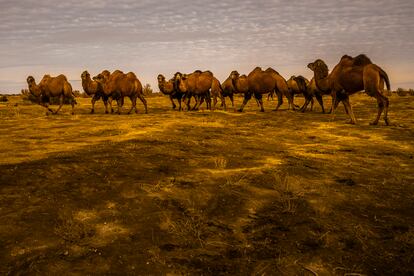  Una manada de camellos pasta en una zona desertificada que solía estar cubierta por el mar de Aral, en Kazajistán. 