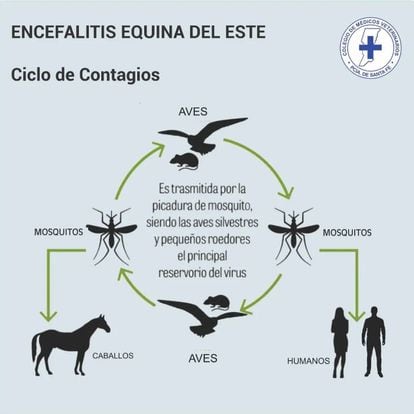 Ciclo de transmisión de la encefalomielitis equina.