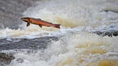 Un salmón remonta el río Etterick, en Escocia.