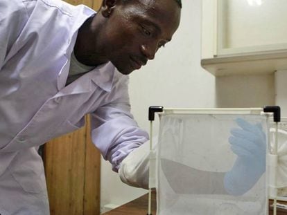 Un trabajador alimenta mosquitos con su sangre en un laboratorio de Manhiça (Mozambique). 