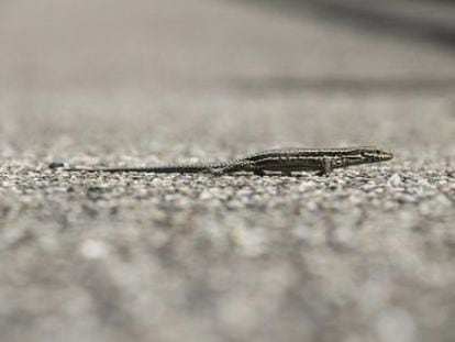 En algunas especies de lagartijas cola de látigo solo hay hembras. Se valen por sí mismas