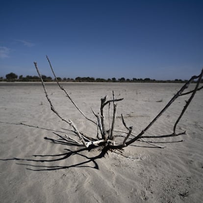 Almonte/Huelva/26-10-2021: Un matorral seco en la Laguna de Santa Olalla en el Parque Nacional de Doñana.
