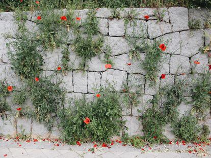 Muro con amapola silvestre (Papaver rhoeas).