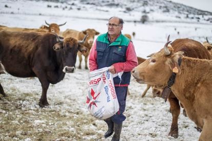 Pedro, ganadero en Navalacruz (Ávila), alimenta a su ganado.