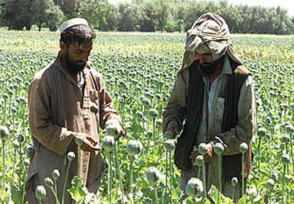 Dos granjeros, afganos en un campo de amapolas de la localidad de Ghani Jiel.