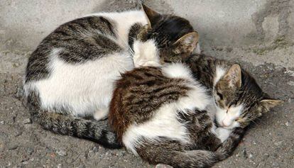Dos gatos dormitan en la calle.
