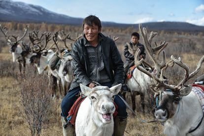 Los tsaatan son los últimos nómadas en Mongolia que crían renos en la taiga y se aferran a sus costumbres ancestrales, pero la deforestación que causan y la caza de especies amenazadas los enfrenta al Gobierno.