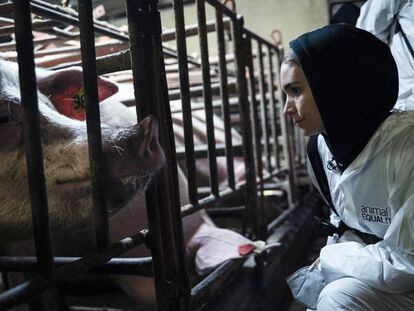 La actriz Rooney Mara visita a unos cerdos de una granja industrial en una acción encubierta junto a la ONG Igualdad Animal. En vídeo, el tráiler del reportaje.