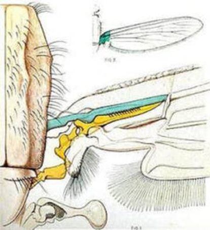 Ala del mosquito. La mitad en forma de peine, dibujada en azul, se raspa contra la parte amarilla cada vez que el mosquito agita sus alas.