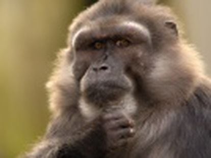 Los individuos de una especie de macacos se consuelan unos a otros tras una agresión. Este comportamiento solo se había observado hasta ahora en personas y grandes simios