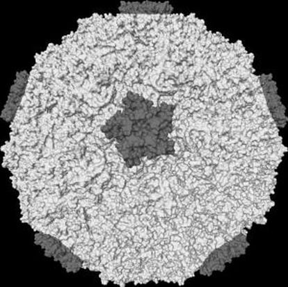 Imagen de un rinovirus.
