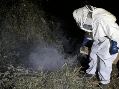 Operación de rescate de abejas por Abeja Negra SOS en Xochimilco, Ciudad de México, el 23 de febrero 2023