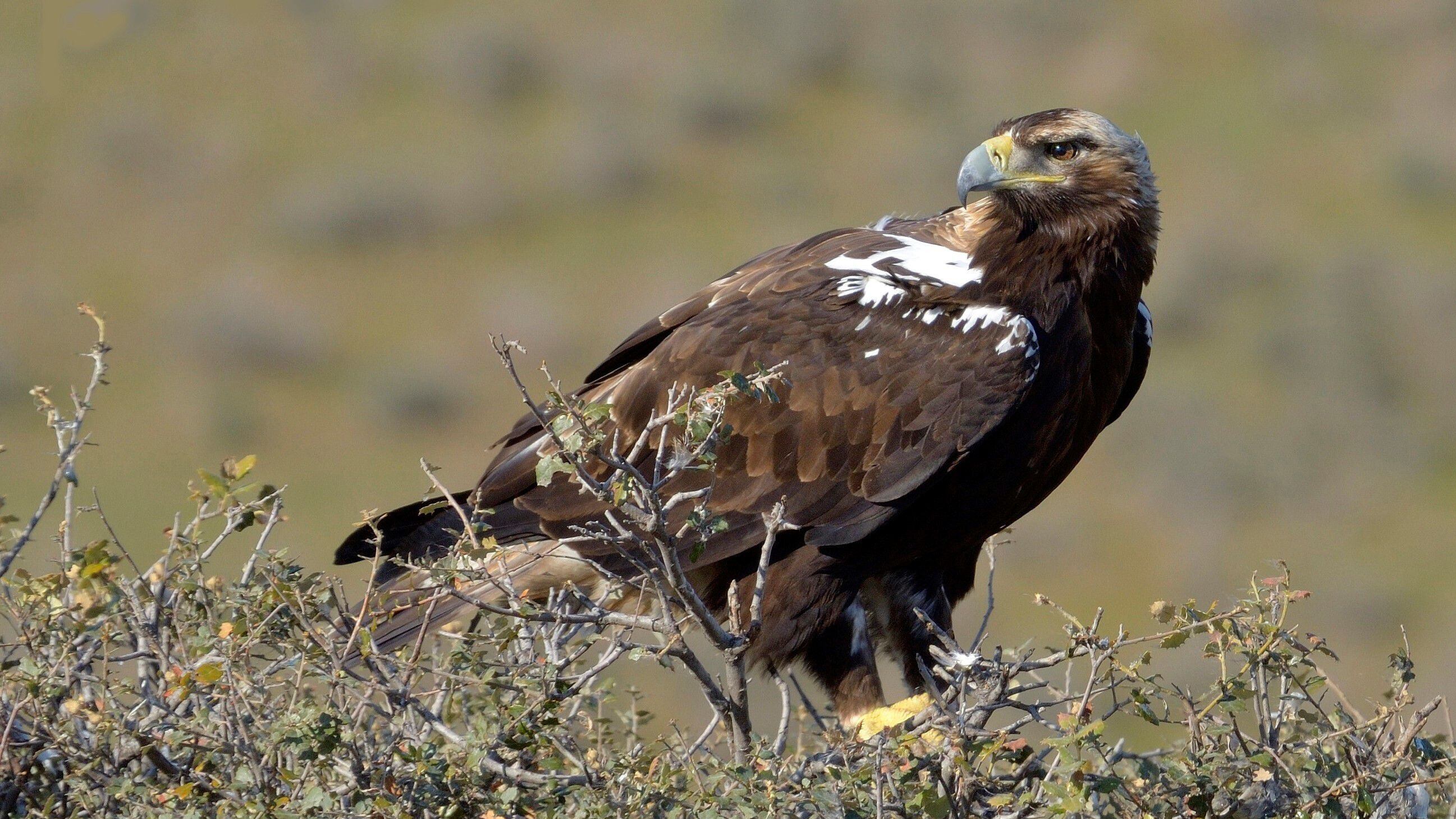 Ejemplar adulto de águila imperial ibérica en Castilla-La Mancha.