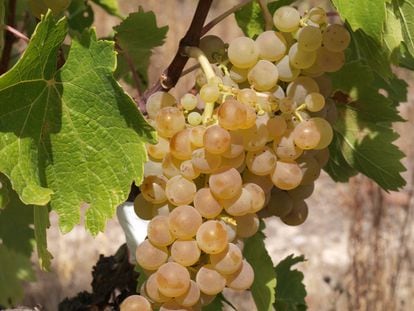 Oneca es la primera variedad de uva antigua recuperada y registrada por Navarra.