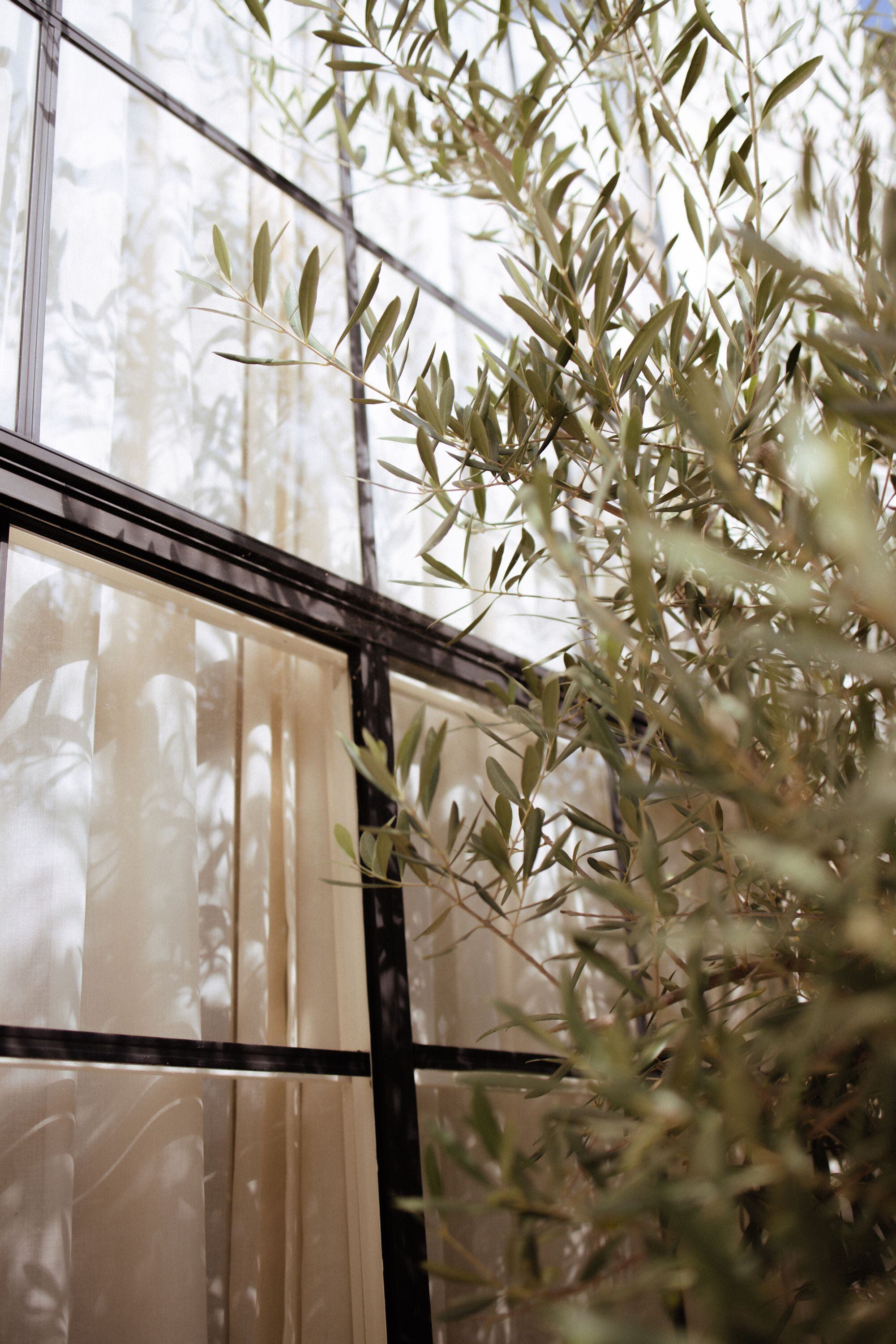 Un olivo que se apoya a la ventana principal juega con la luz externa