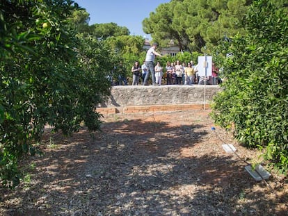 Ärboles de una de las plantaciones piloto de ahorro de agua.