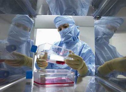 En los laboratorios de Cellerix, del grupo Genetrix, se investigan nuevos fármacos a partir de células madre.