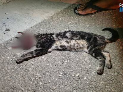 Los restos del gato torturado en Manacor (Mallorca).