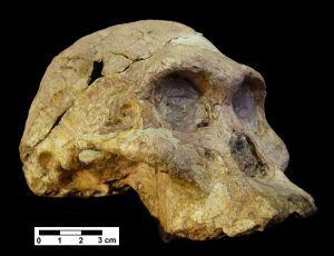 Cráneo de `Austraolopithecus africanus´, homínido de hace 2,5 millones de años hallado en Sudáfrica.