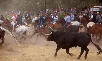 Celebración del Toro de la Vega en Tordesillas.