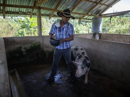 Jonn Eduard , excocalero y campesino, alimenta los cerdos de su finca, en San José de Uré (Colombia).