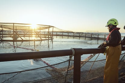 En las 5.200 instalaciones españolas se cultivan una gran diversidad de pescados y moluscos capaces de aportar al conjunto de la población los valores nutricionales necesarios e imprescindibles para la salud.