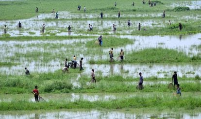  Indios utilizan trampas para peces en un arrozal que resultó inundado tras el desbordamiento del río Brahmaputra en la población de Mayong, en el estado indio de Assam.