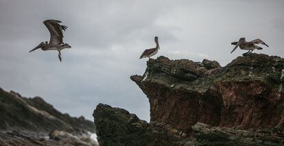Un pelícano emprende el vuelo mientras otros dos se posan sobre rocas a la orilla del mar.