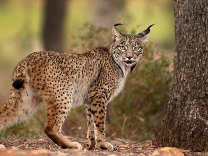 En 2002 quedaban 94 linces ibéricos en dos poblaciones separadas por 300 kilómetros. Hoy ya son casi 1.700 y habiendo recuperado buena parte de sus territorios tradicionales.