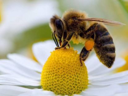 Las desaparición de las abejas sería una gran catástrofe para el mundo.