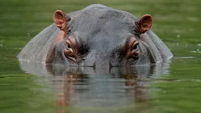 Uno de los hipopótamos de Pablo Escobar en la Hacienda Nápoles, en Puerto Triunfo, Colombia. 