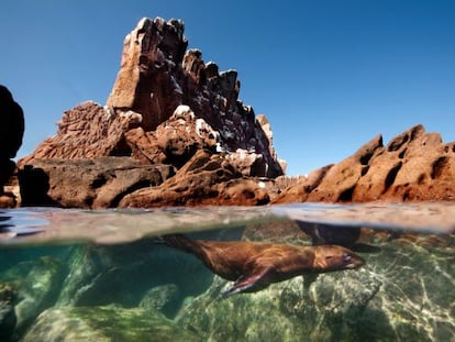 Un león marino en Los Islotes, en Baja California Sur.