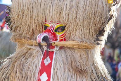 Febrero. Carnaval bestial. Ptuj (Eslovenia). Del 18 al 21 de febrero. En la ciudad eslovena de Ptuj atraen a la primavera a base de pegarle un buen susto al invierno gracias a los disfraces de Kurenti, personajes creados con ese fin. La vestimenta de este rito pagano eslavo consiste en un traje de piel de oveja con un ruidoso cinturón compuesto por cencerros que van armando escándalo por la ciudad. En la cabeza, un par de cuernos con lazos y plumas coronan el atuendo. Y en la cara no podía faltar una máscara, pues es pleno Carnaval: la de los Kurenti lleva una lengua roja y larga de lo más burlona. En su día, bajo estas criaturas había siempre varones que, de esa guisa, trataban de cortejar a la chica que los atraía. Hoy todo el pueblo se disfraza de Kurenti y de otros personajes tradicionales, como los ‘ploharji’ y los ‘oraci’, y desfila jolgorioso por la ciudad invocando al buen tiempo, a la vez que degusta bollos fritos como los ‘krofi’ y los ‘miske’, ineludibles por esas fechas. 