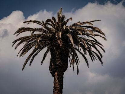 La famosa palmera de la glorieta de la palma, el 21 de abril, poco antes de ser talada.