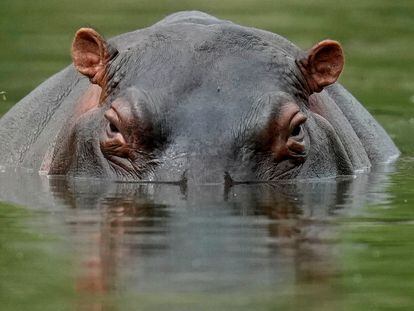 Una imagen de archivo de un hipopótamo del parque temático Hacienda Nápoles.