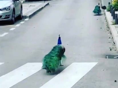 Pavos reales por calle de Odonnell el pasado miércoles