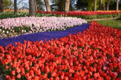 Tulipanes en el parque de Emirgan, en Estambul (Turquía).