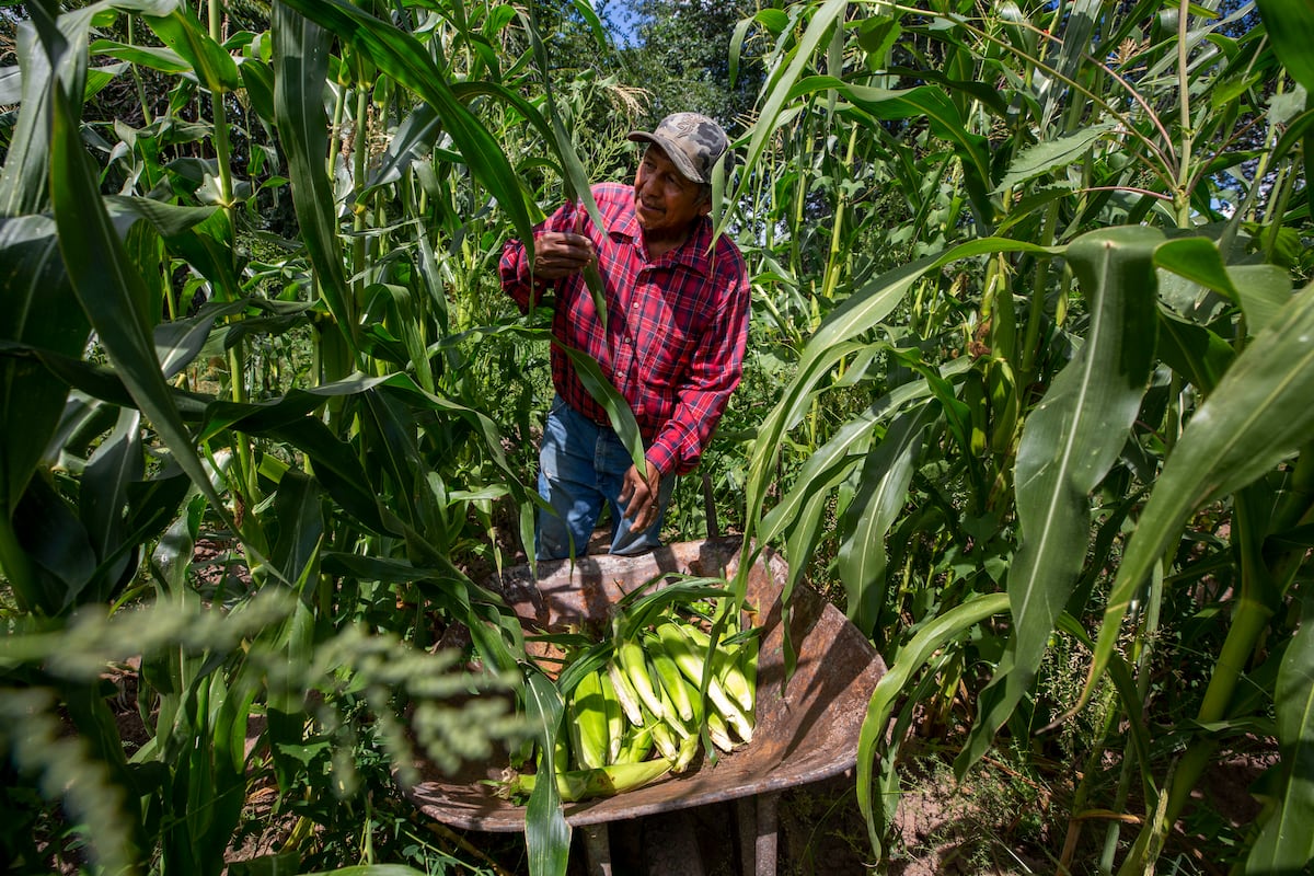 Canadá se une a Estados Unidos en su disputa contra México por maíz transgénico