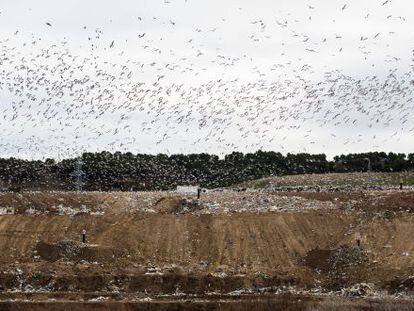 Cientos de gaviotas sobrevolaban ayer el vertedero de Alcal&aacute; de Henares. 